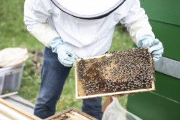 Bienen auf der Wabe